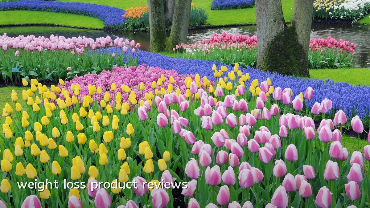 weight loss product reviews
