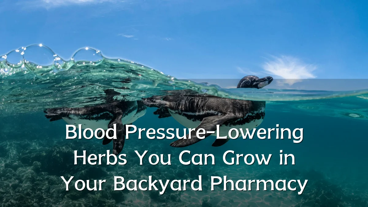 Blood Pressure-Lowering Herbs You Can Grow in Your Backyard Pharmacy